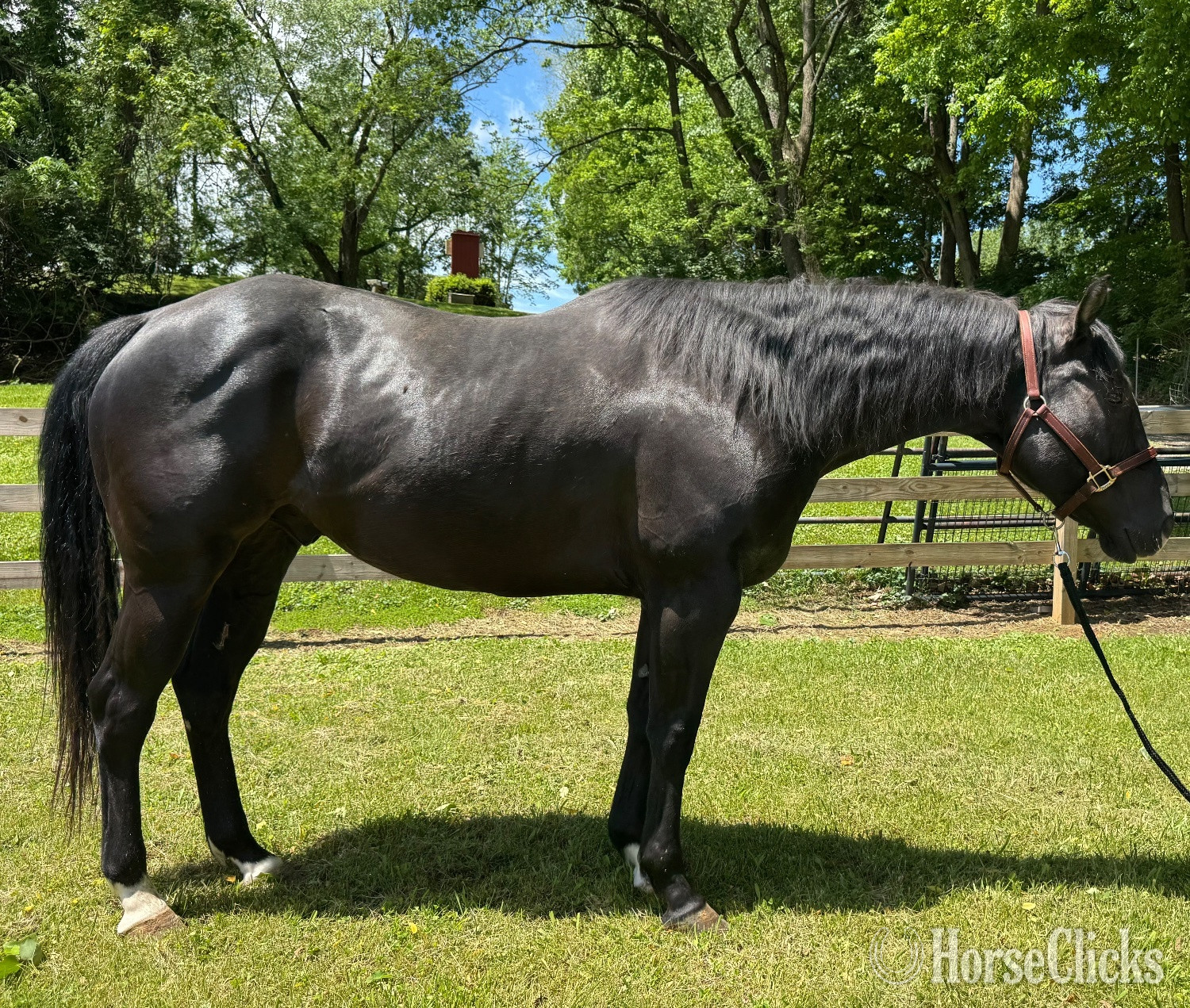 "Versailles " Black Gelding Quarter Horse in Virginia