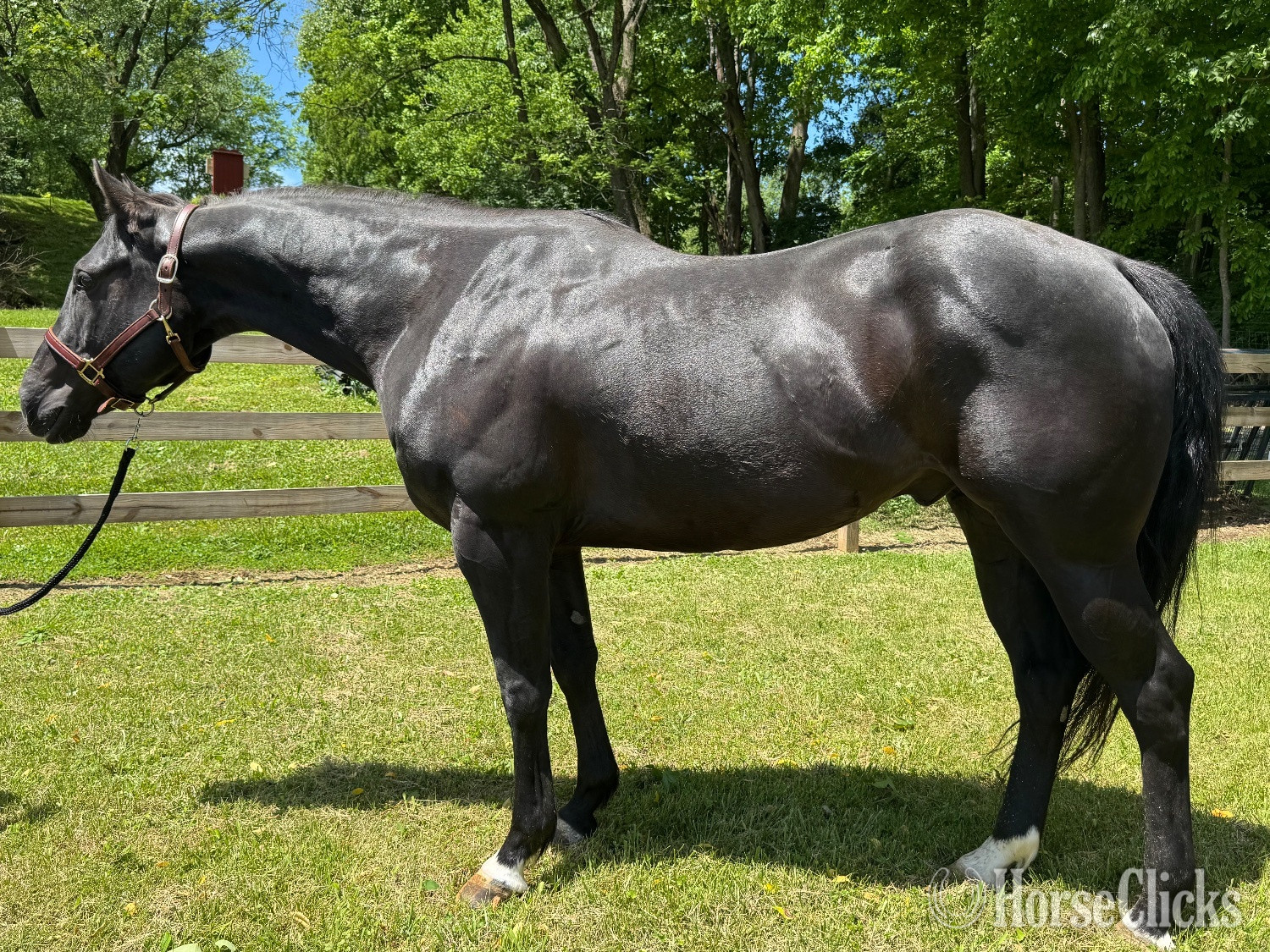"Versailles " Black Gelding Quarter Horse