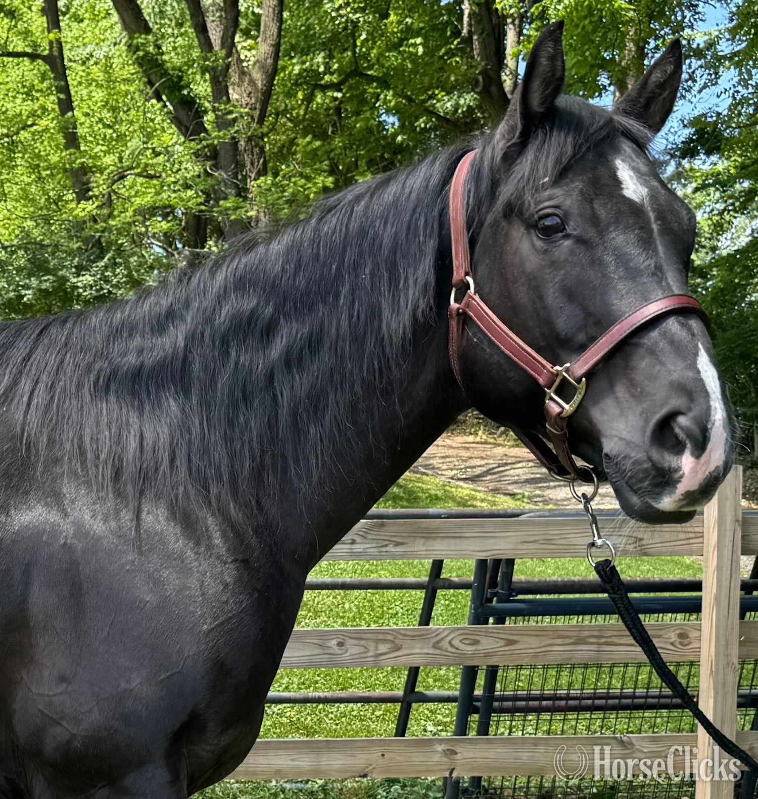Virginia "Versailles " Black Gelding Quarter Horse