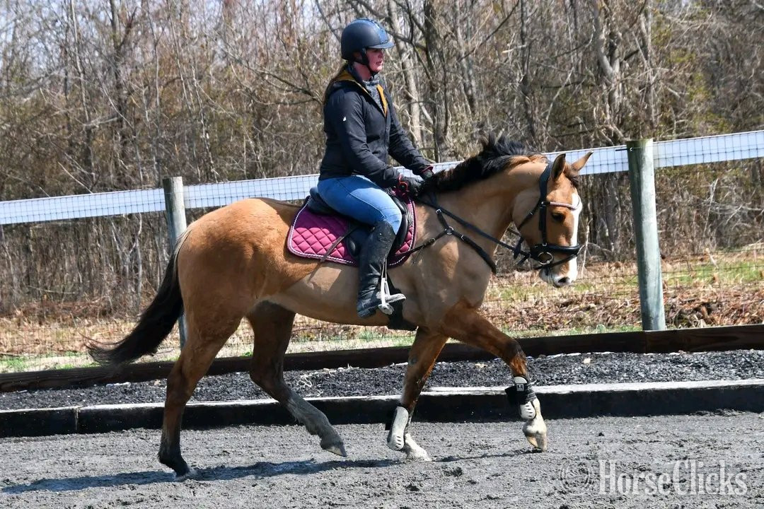 "Bella Rose"  Mare Clydesdale in California