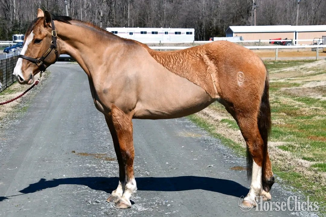 "Bella Rose"  Mare Clydesdale