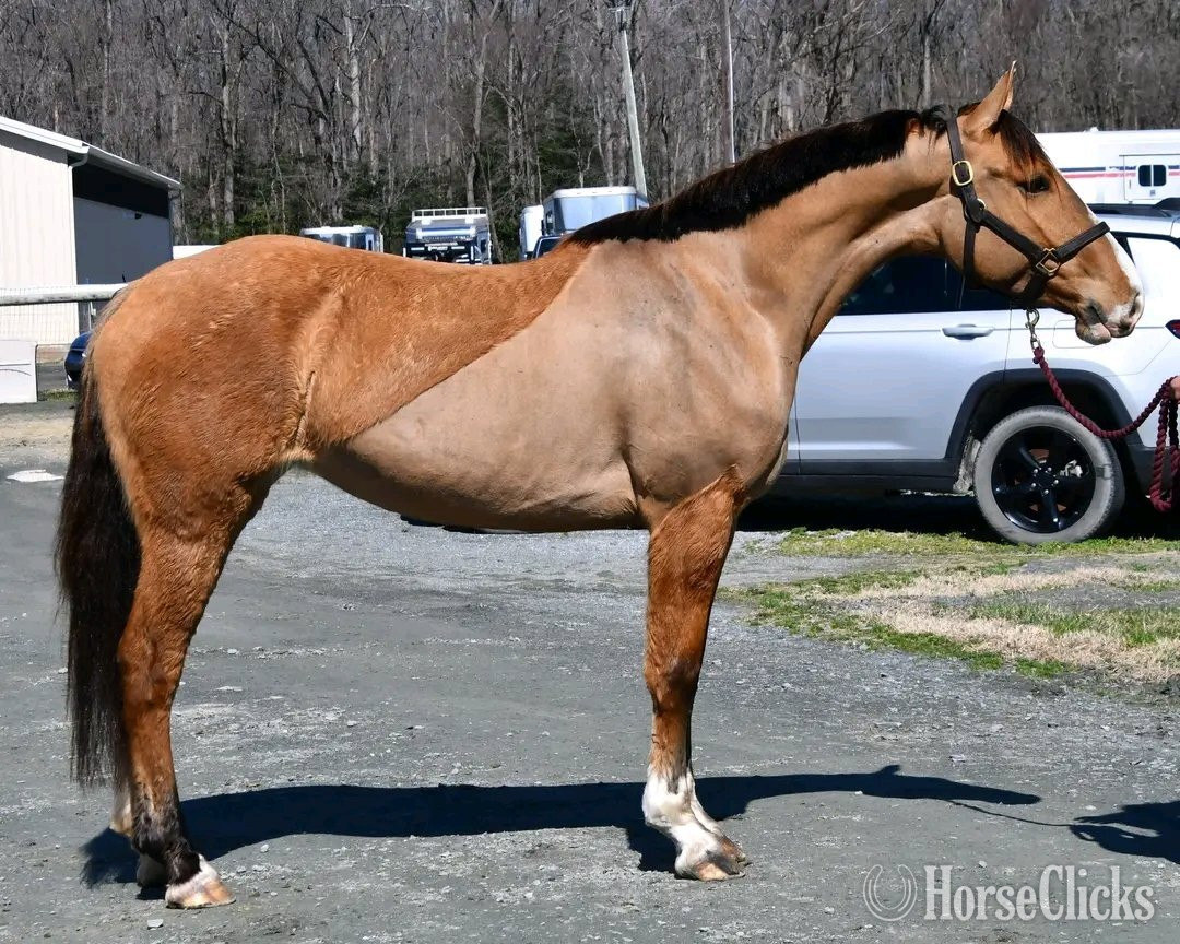 California "Bella Rose"  Mare Clydesdale