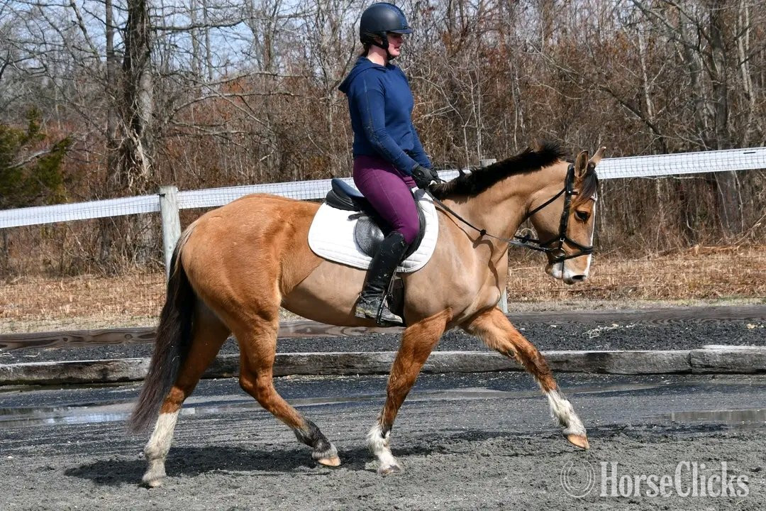 "Bella Rose"  Mare Clydesdale - Clydesdale in California