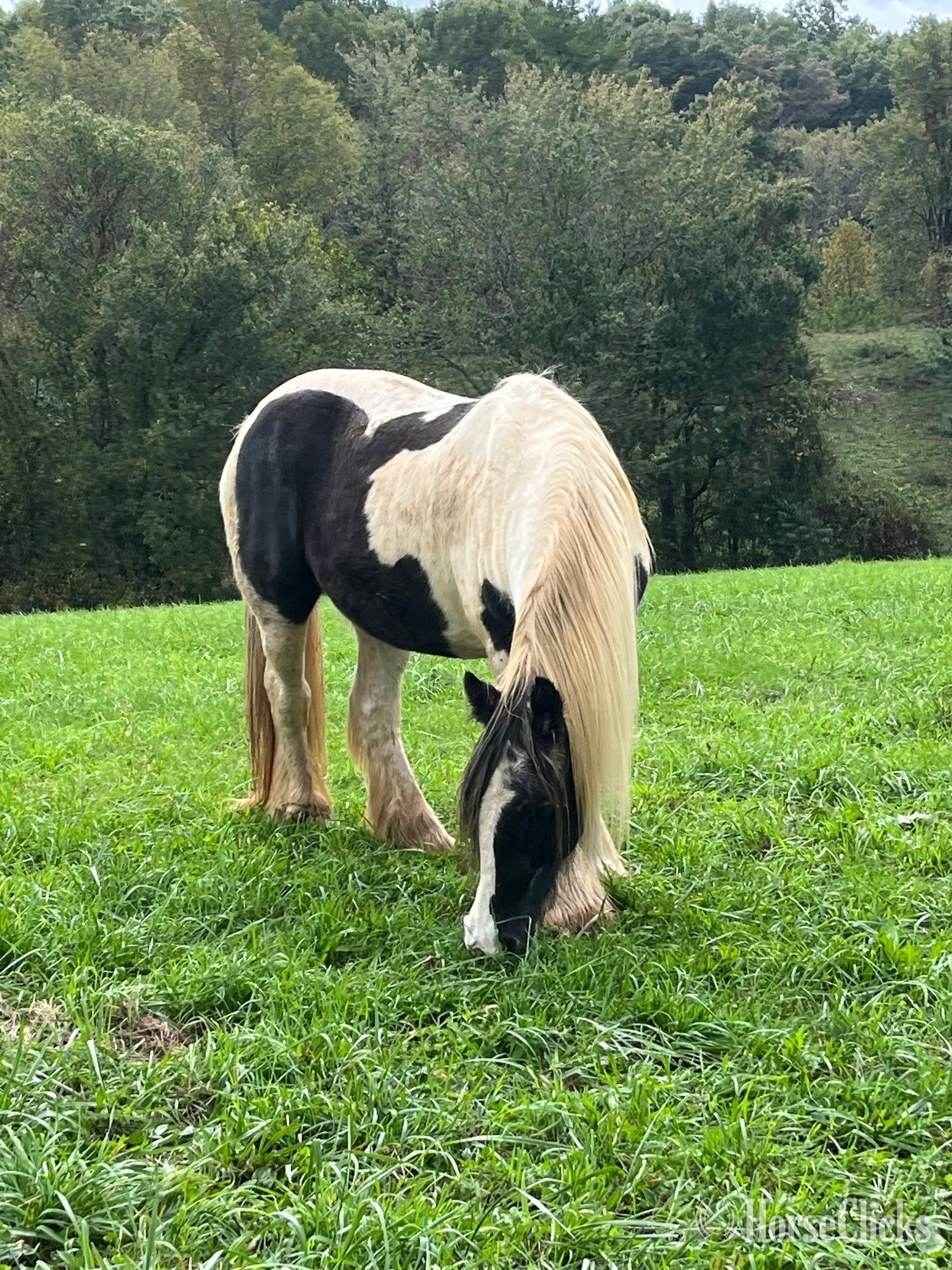"Princess" Tabiano Mare Gypsy Vanner