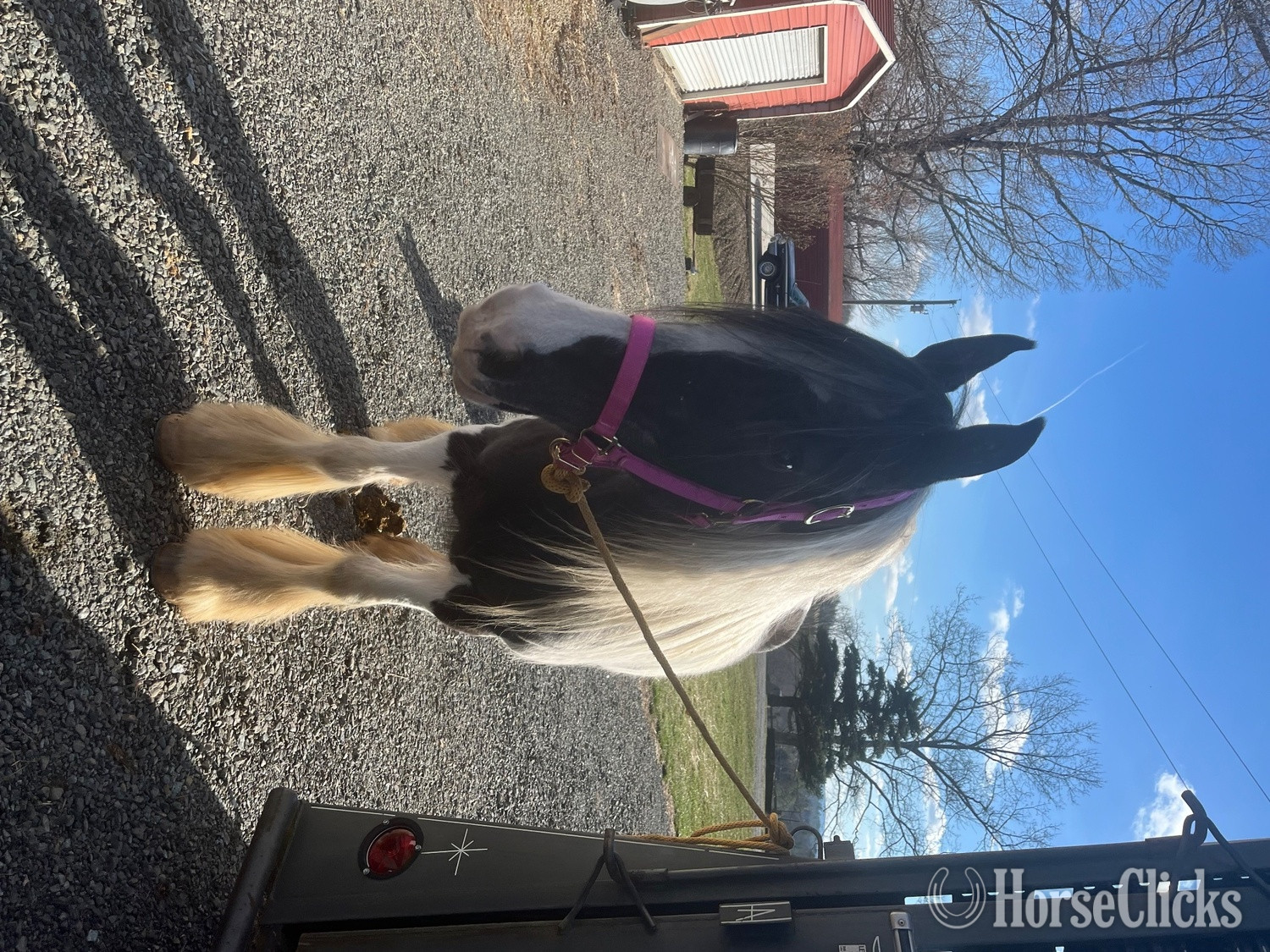 North Carolina "Princess" Tabiano Mare Gypsy Vanner