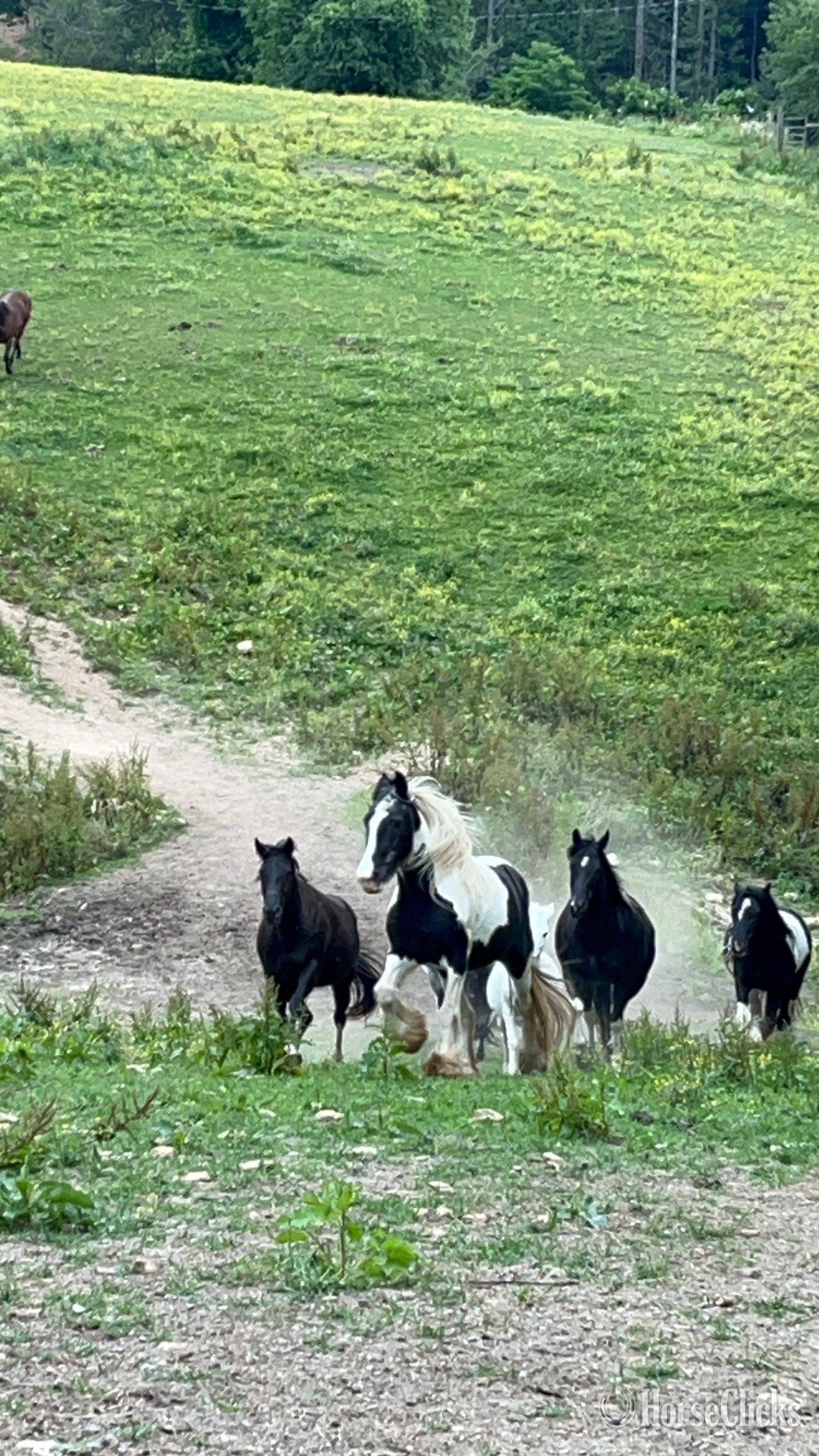 "Princess" Tabiano Mare Gypsy Vanner - Gypsy Vanner