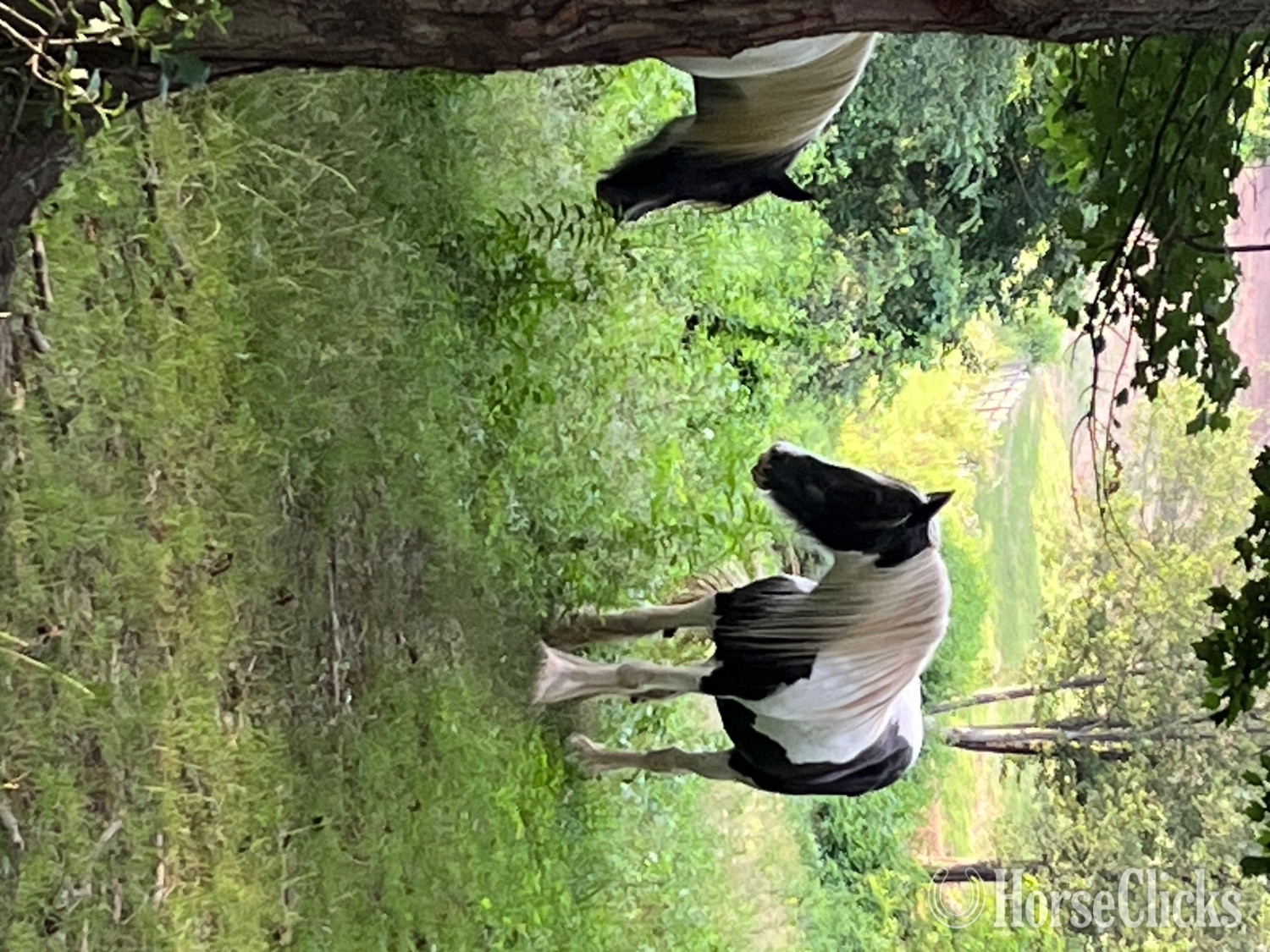 Gypsy Vanner - "Princess" Tabiano Mare Gypsy Vanner in North Carolina