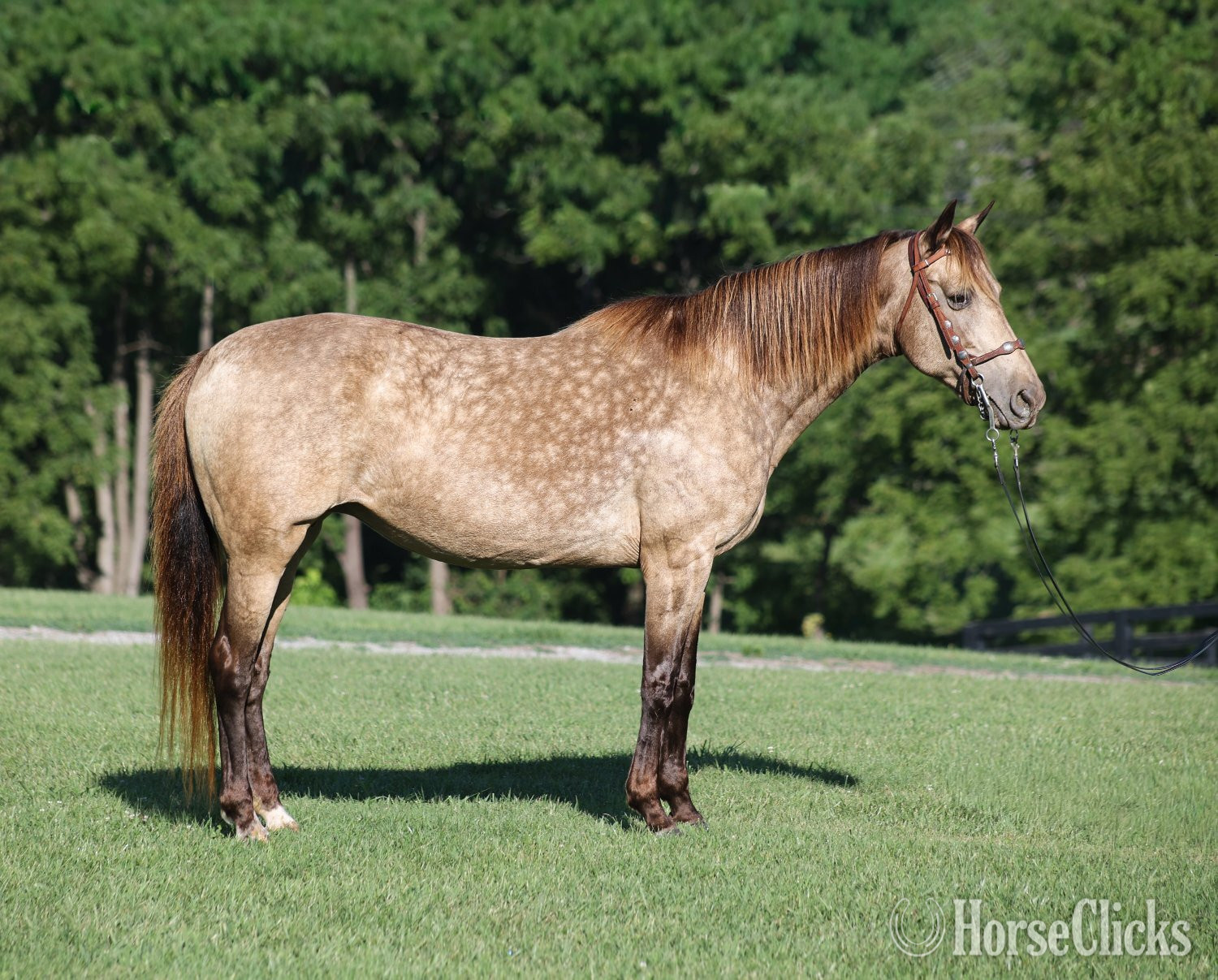 "CANDY" Buckskin Mare Rocky Mountain in Kentucky