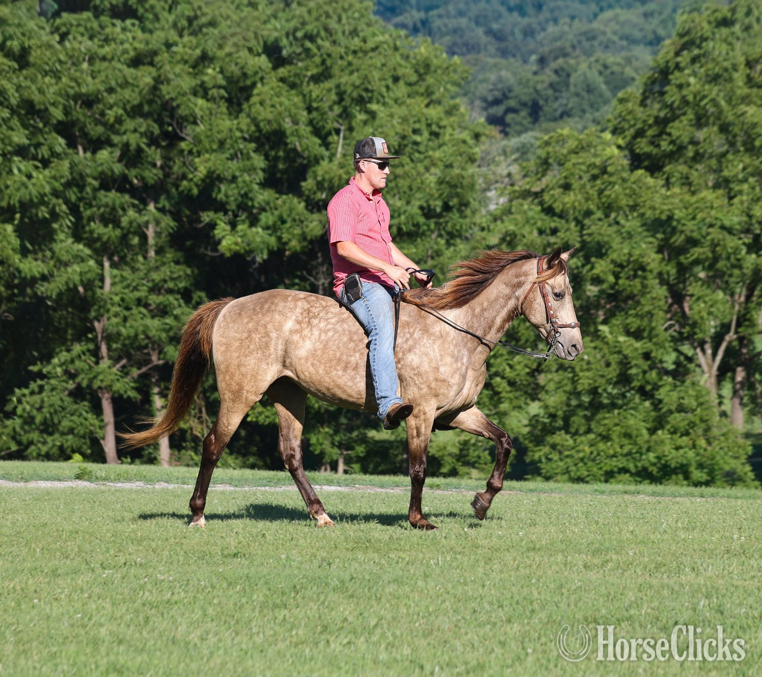 "CANDY" Buckskin Mare Rocky Mountain