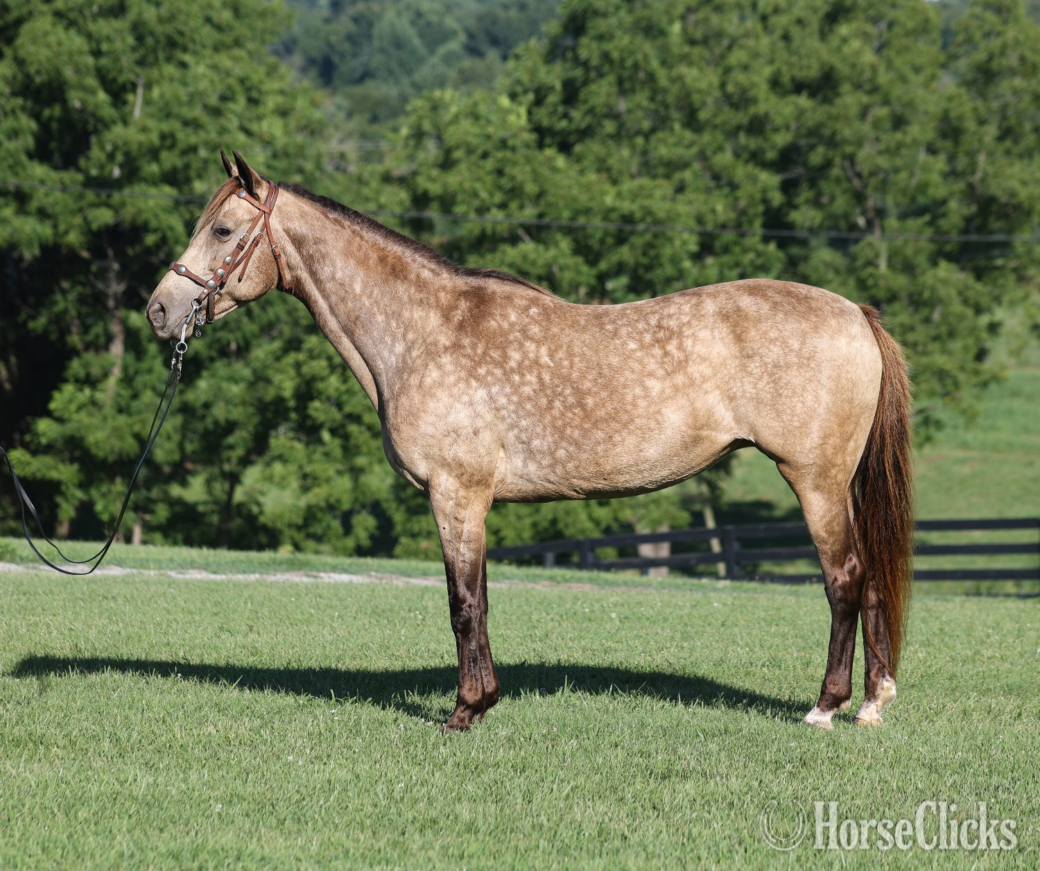 Kentucky "CANDY" Buckskin Mare Rocky Mountain