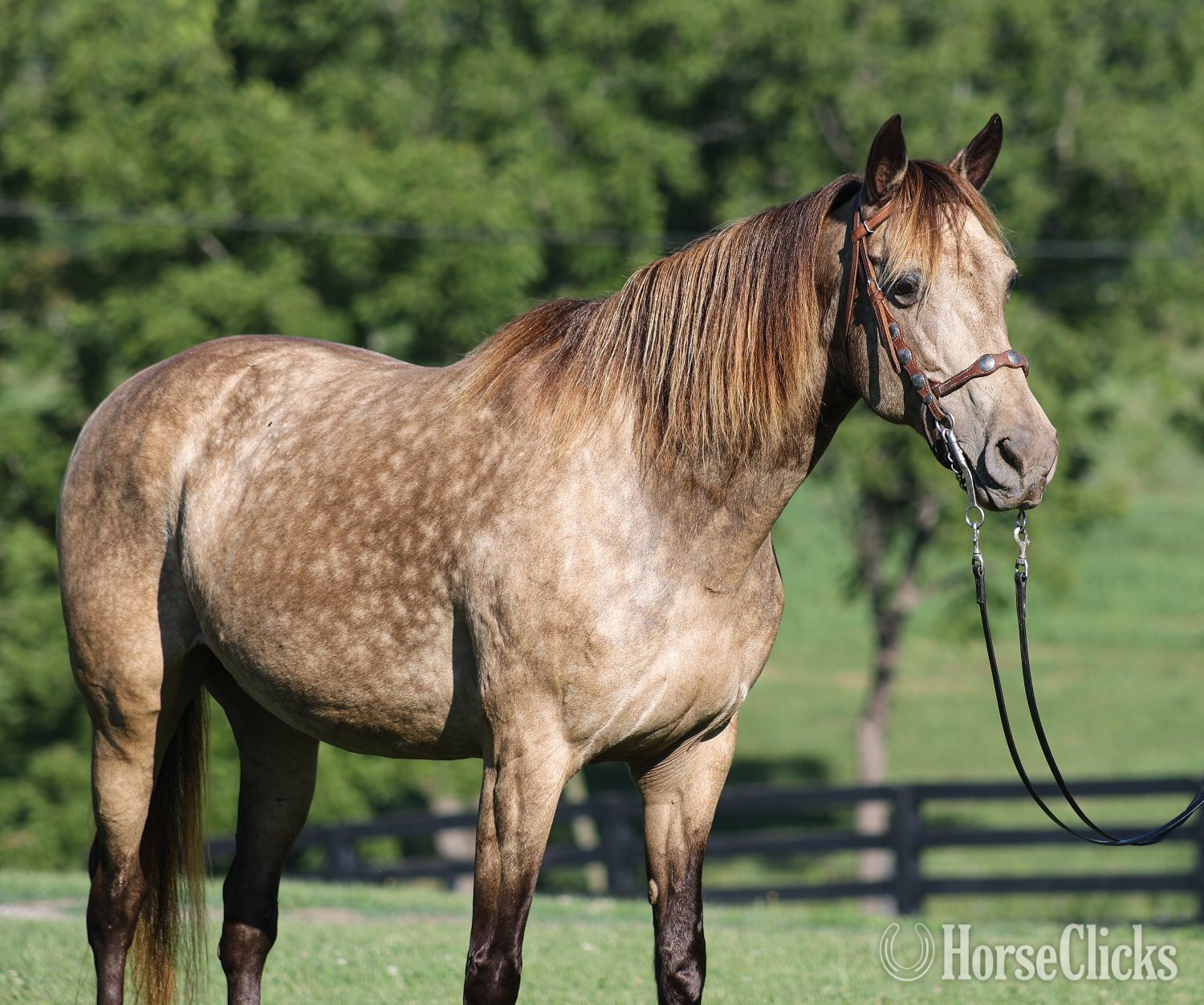 "CANDY" Buckskin Mare Rocky Mountain - Rocky Mountain in Kentucky