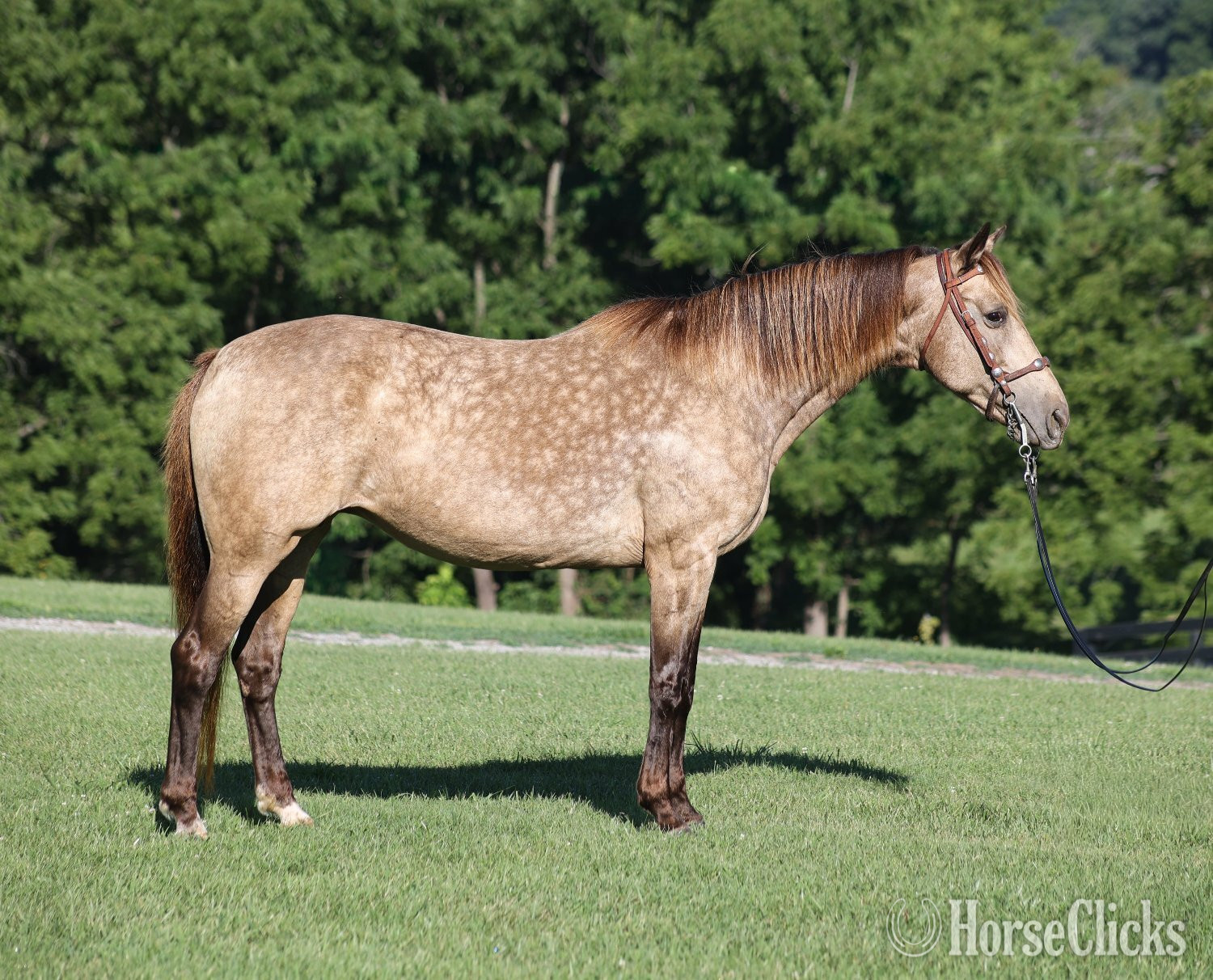 "CANDY" Buckskin Mare Rocky Mountain - Rocky Mountain
