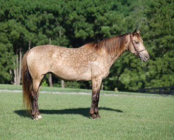 "CANDY" Buckskin Mare Rocky Mountain
