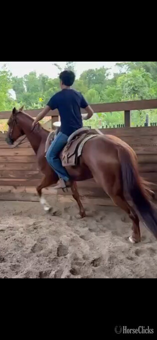 "El grande " Chestnut Gelding Arabian Cross