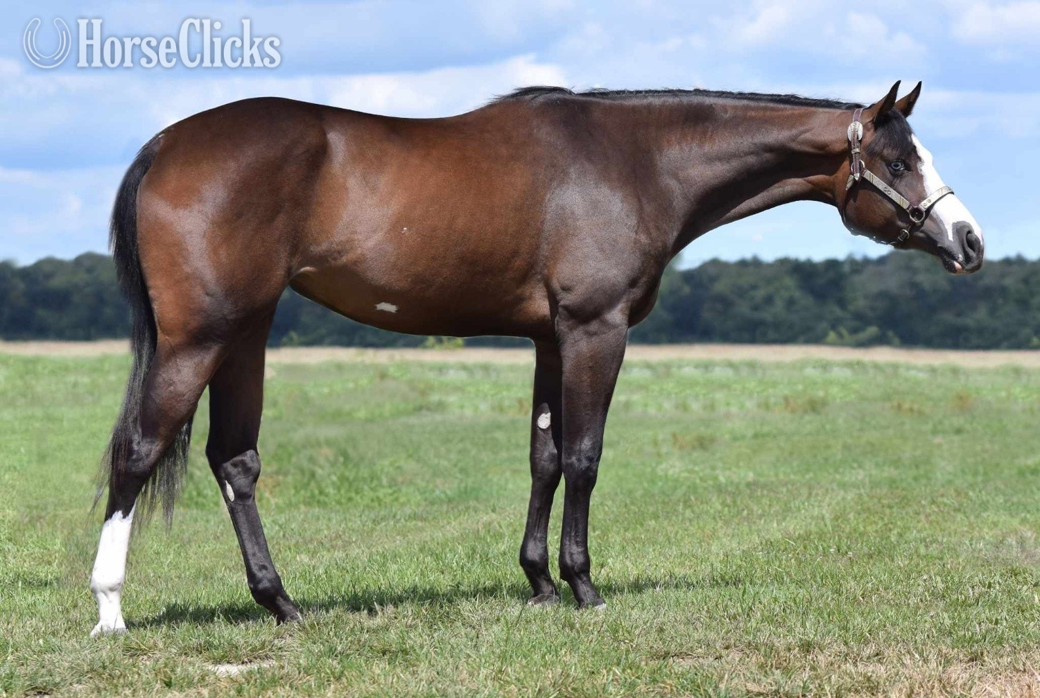 "Gitty Up N Lope" Bay Mare Paint in Maryland