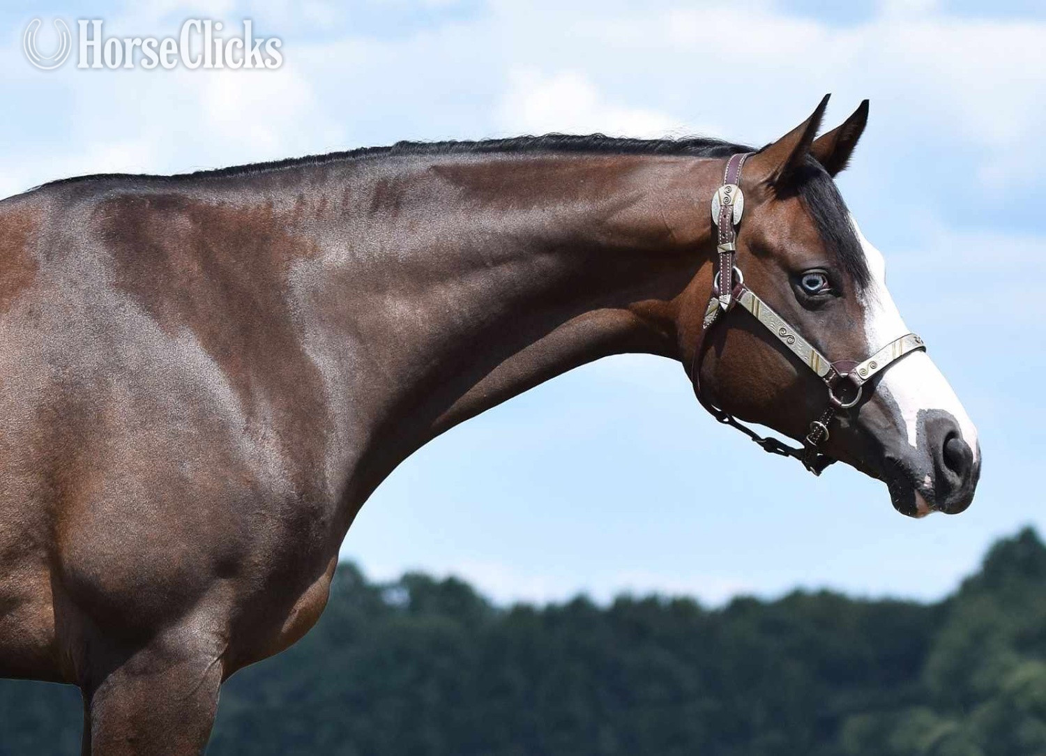 "Gitty Up N Lope" Bay Mare Paint