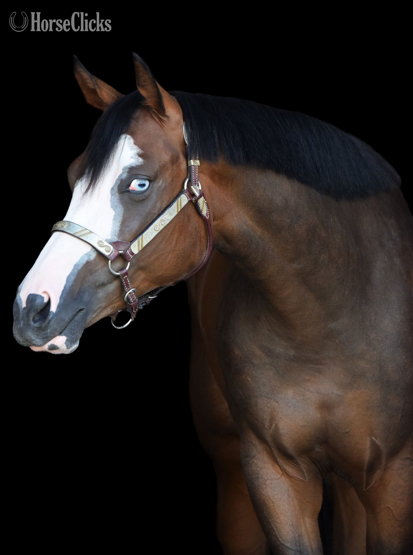 Maryland "Gitty Up N Lope" Bay Mare Paint