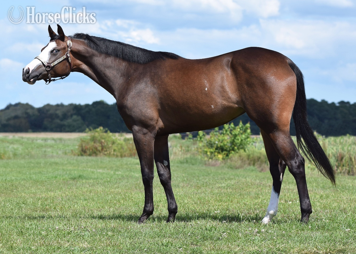 "Gitty Up N Lope" Bay Mare Paint - Paint in Maryland