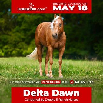Palomino Horses for Sale | Horse Classifieds | HorseClicks