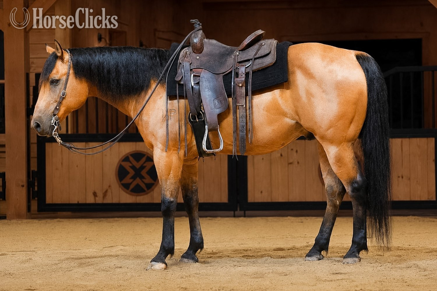 "Concho " Buckskin Gelding Quarter Horse