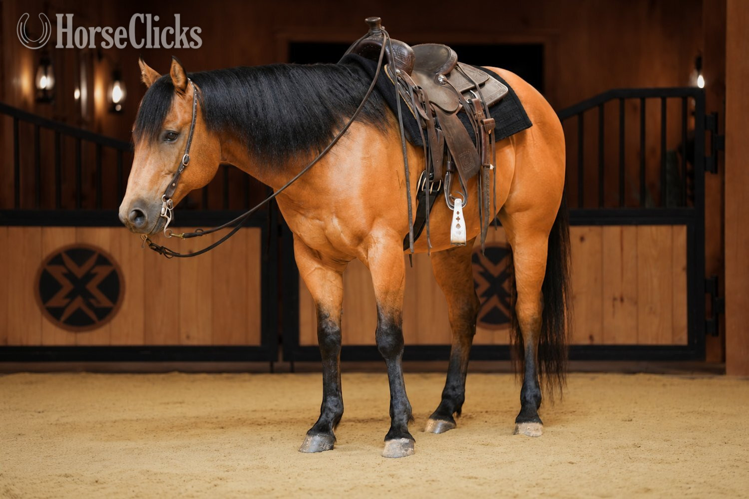 Pennsylvania "Concho " Buckskin Gelding Quarter Horse