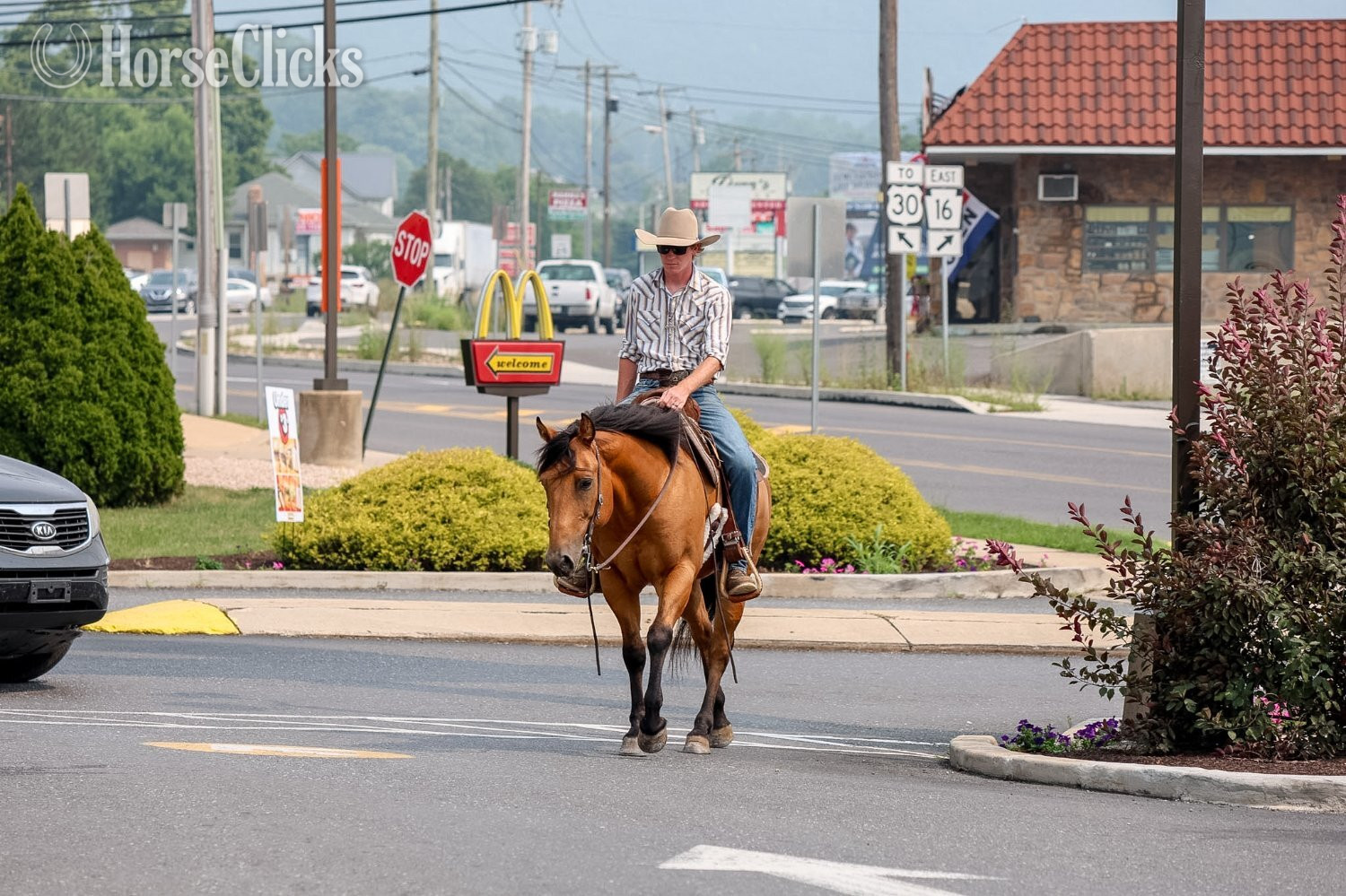"Concho " Buckskin Gelding Quarter Horse - Quarter Horse