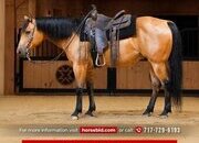 "Concho " Buckskin Gelding Quarter Horse