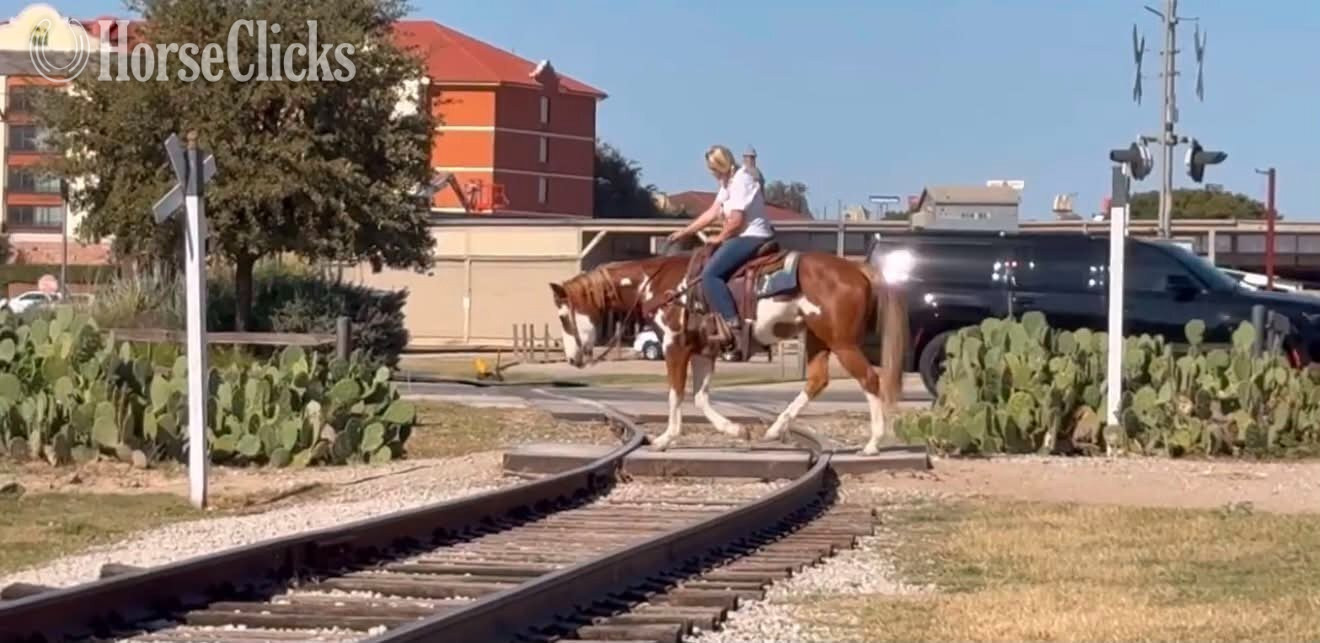 "CHEETO" Sorrel Gelding Paint - Paint in Texas