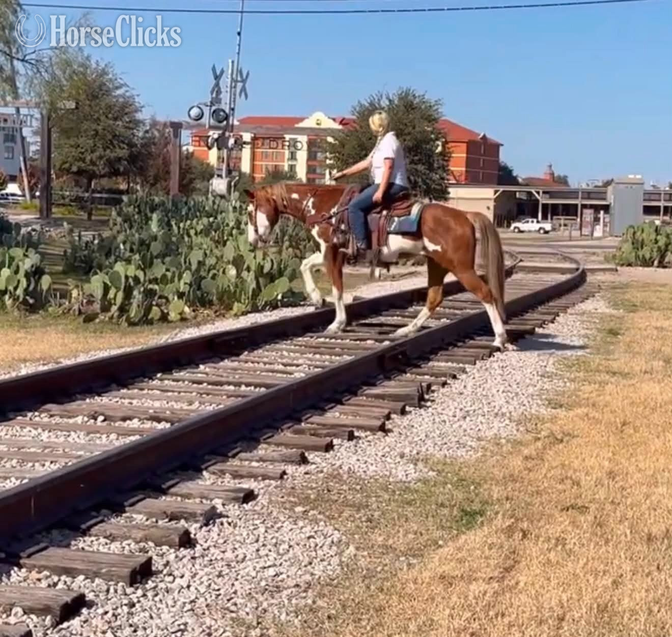 "CHEETO" Sorrel Gelding Paint - Paint