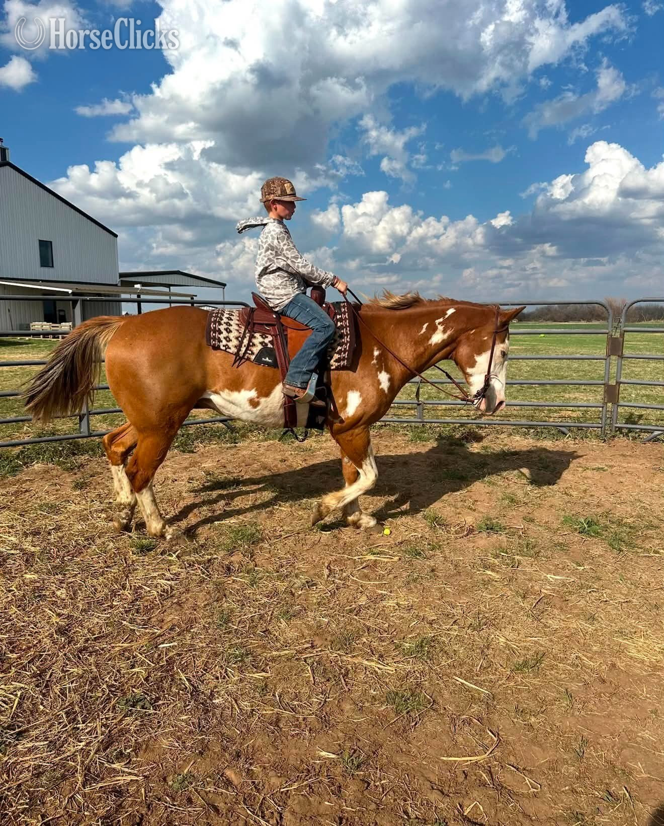 Paint - "CHEETO" Sorrel Gelding Paint in Texas