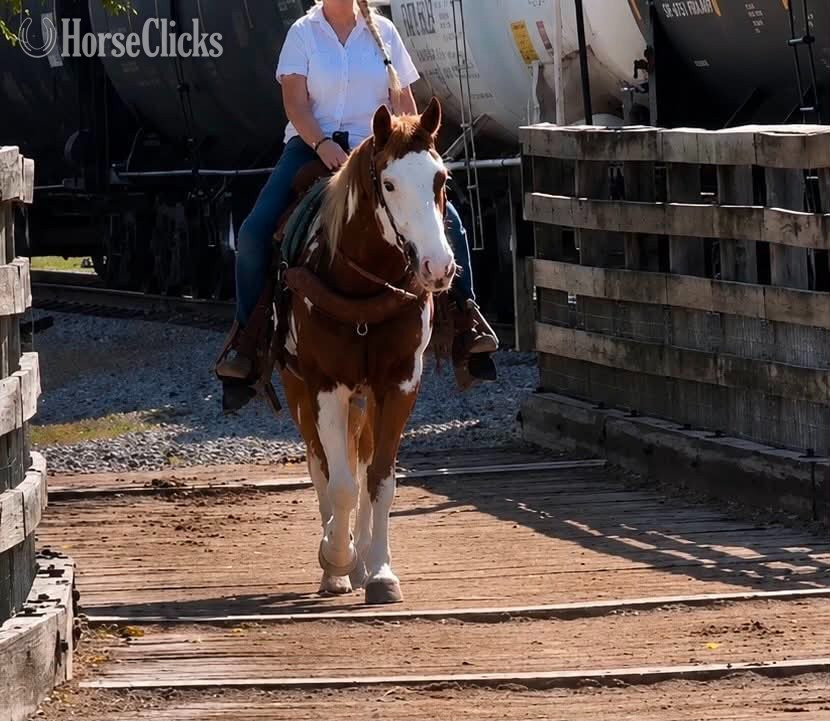 Paint - "CHEETO" Sorrel Gelding Paint