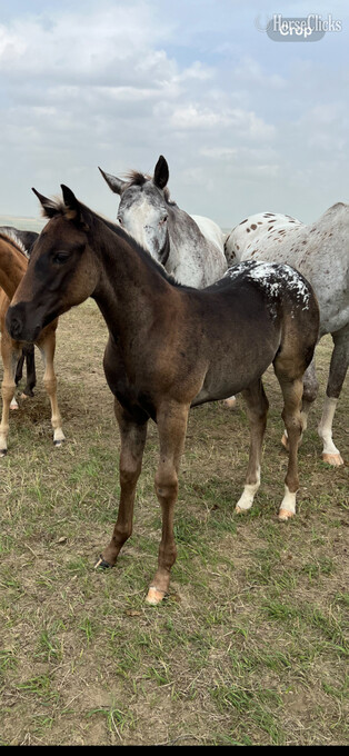 "Chiclet Filly" Black Filly Appaloosa