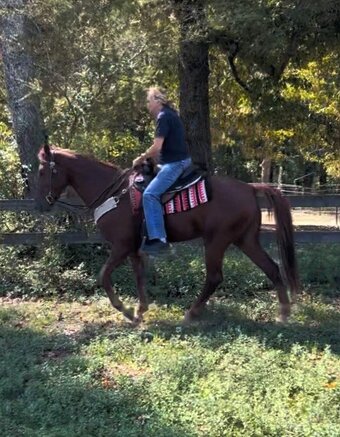 "Red Rock" Sorrel Gelding Racking Horse