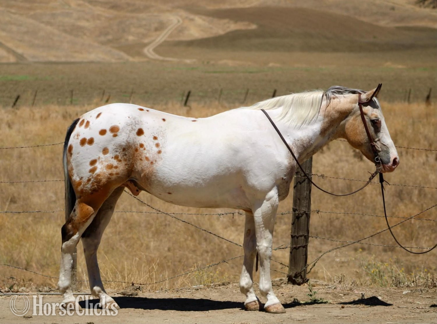 "CHEWY" Buckskin Gelding Appaloosa in California