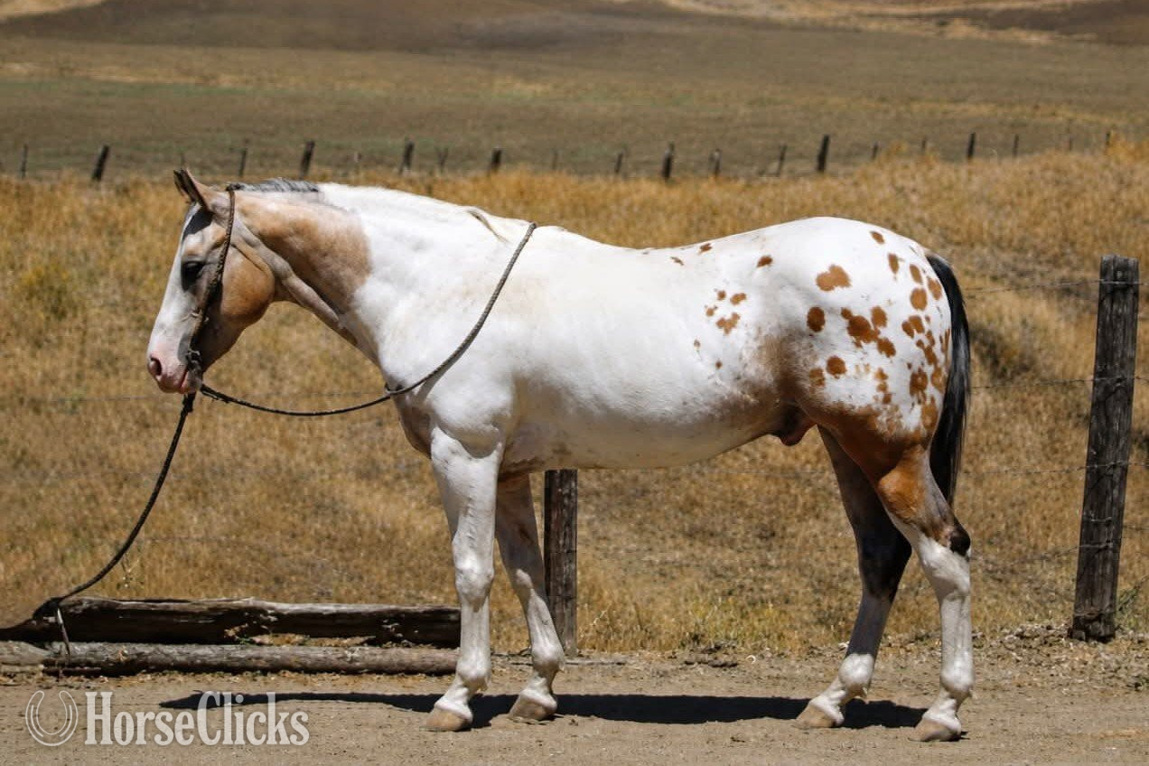 "CHEWY" Buckskin Gelding Appaloosa
