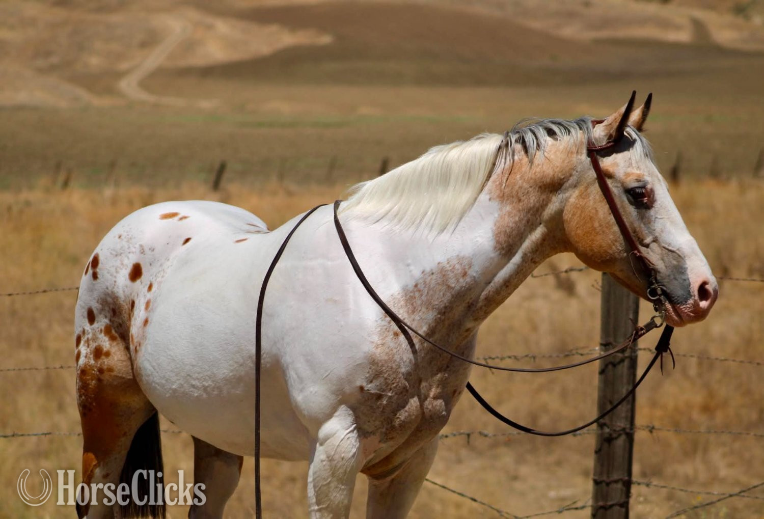 California "CHEWY" Buckskin Gelding Appaloosa