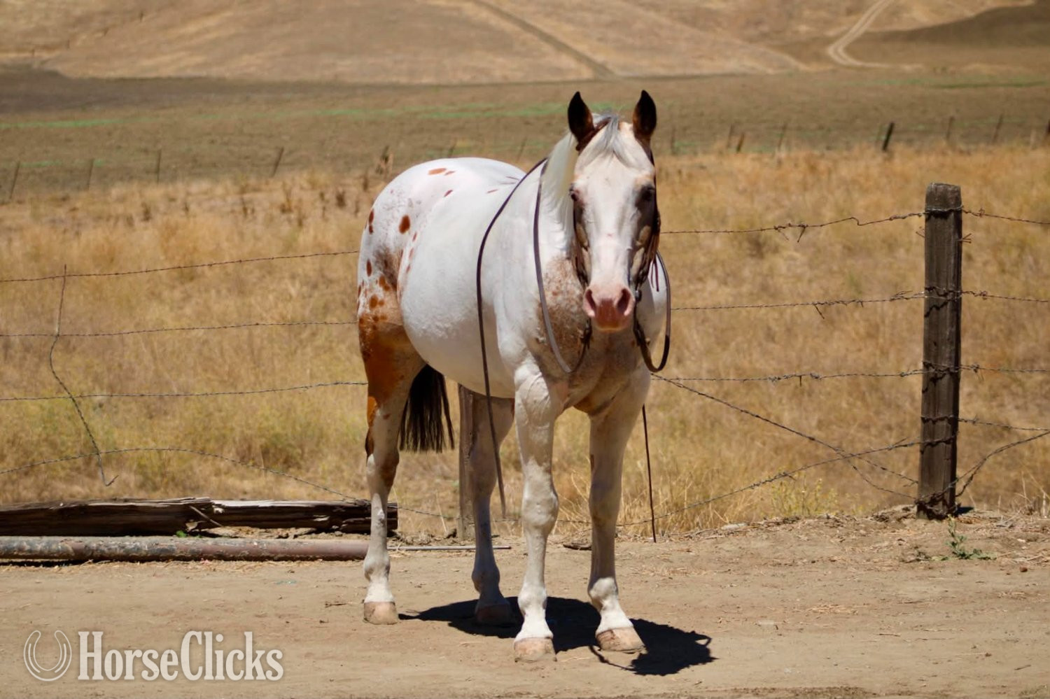 "CHEWY" Buckskin Gelding Appaloosa - Appaloosa in California