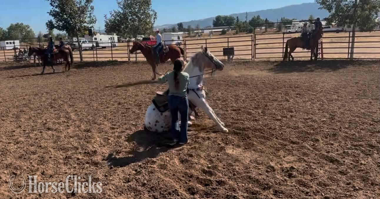 "CHEWY" Buckskin Gelding Appaloosa - Appaloosa