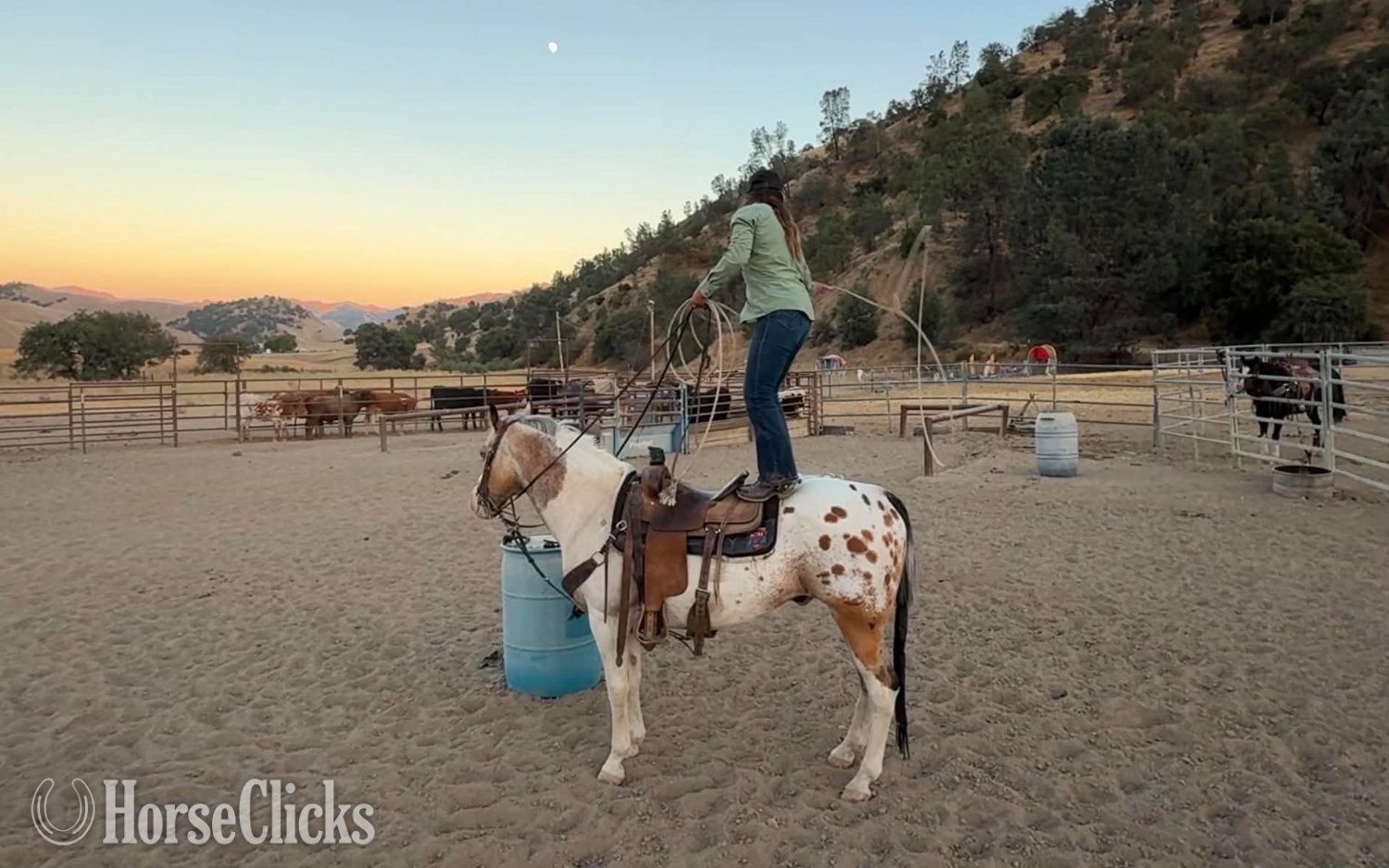 "CHEWY" Buckskin Gelding Appaloosa California