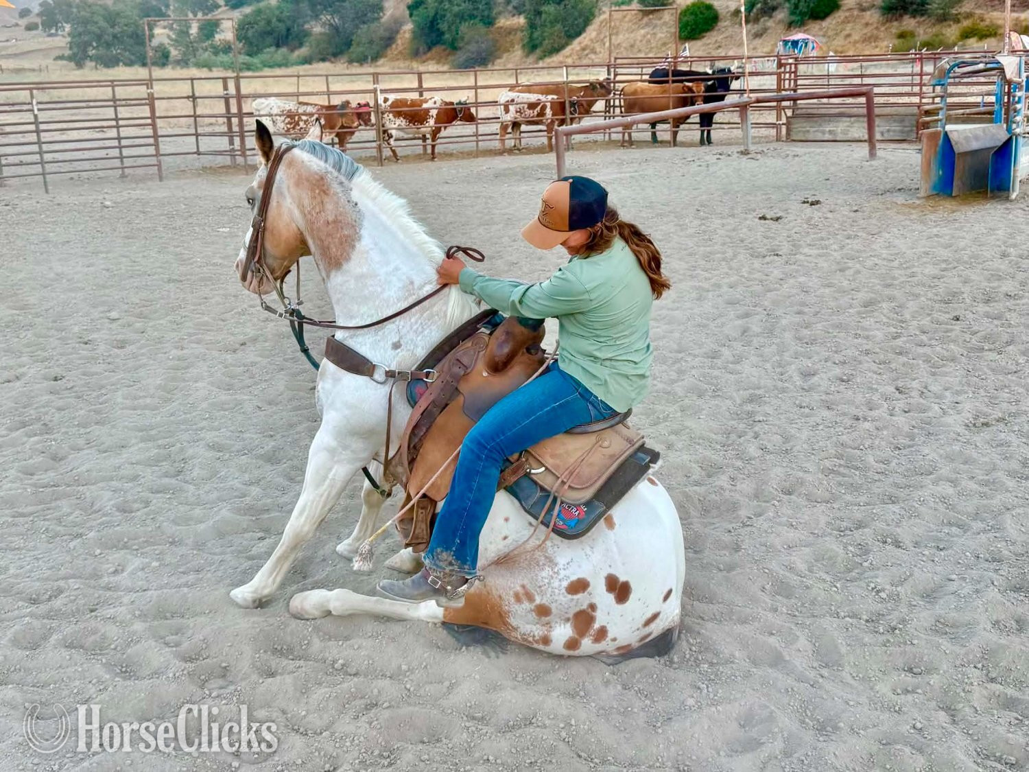 Appaloosa - "CHEWY" Buckskin Gelding Appaloosa in California