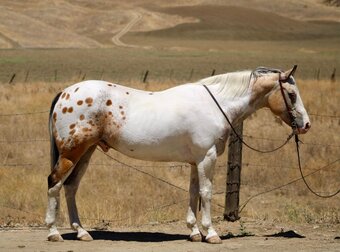 "CHEWY" Buckskin Gelding Appaloosa