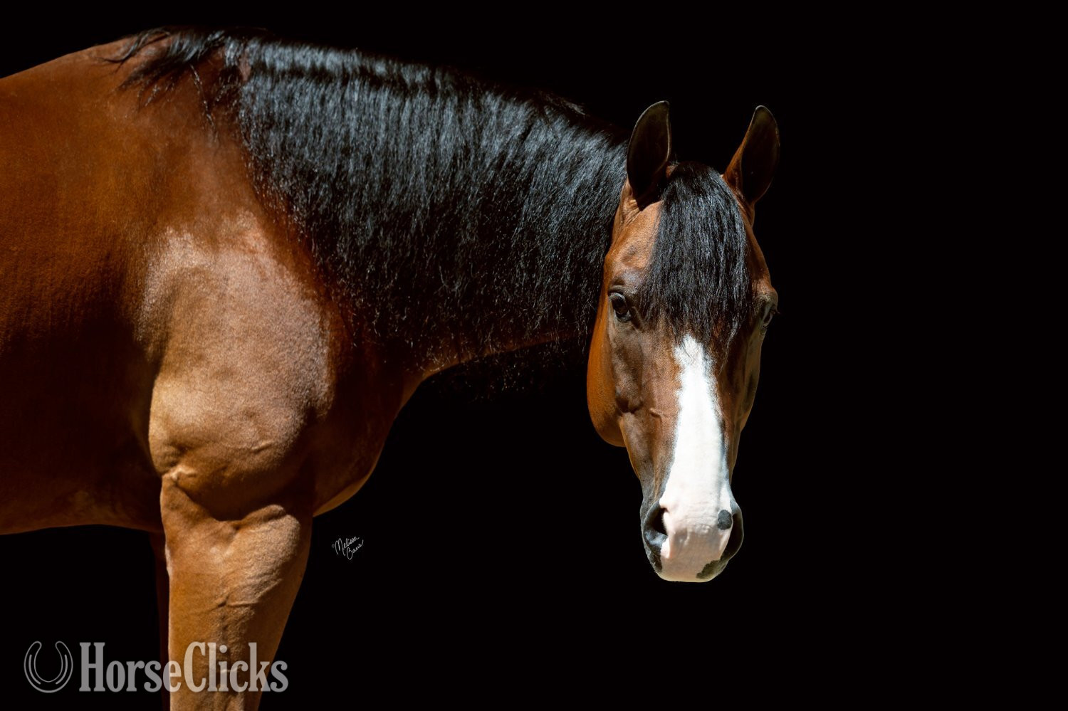 "Tourist " Bay Gelding Quarter Horse