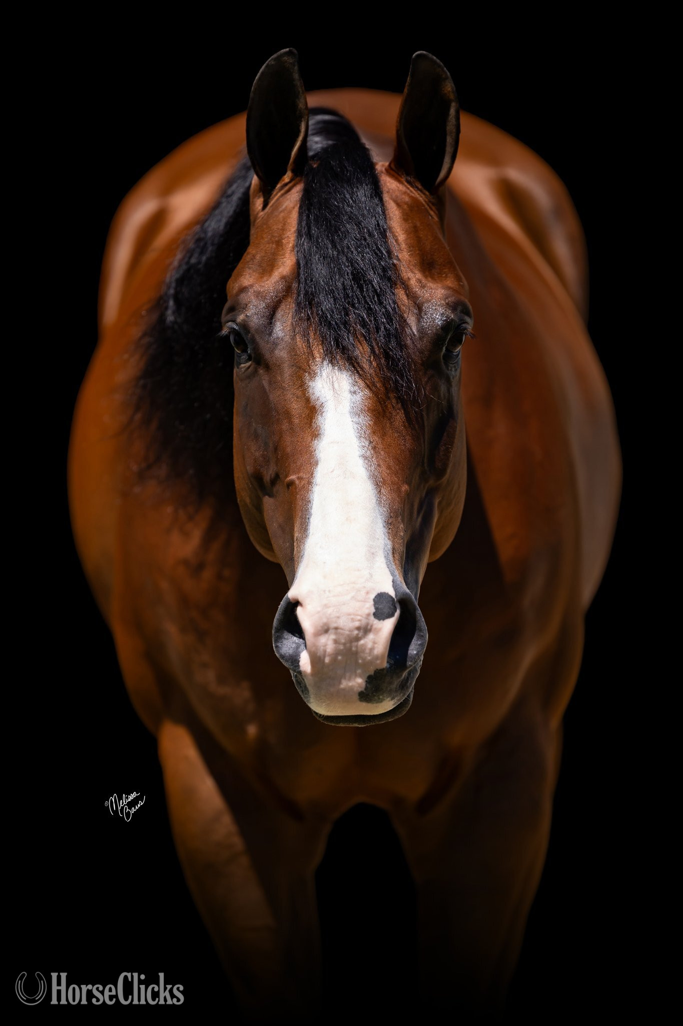 Minnesota "Tourist " Bay Gelding Quarter Horse