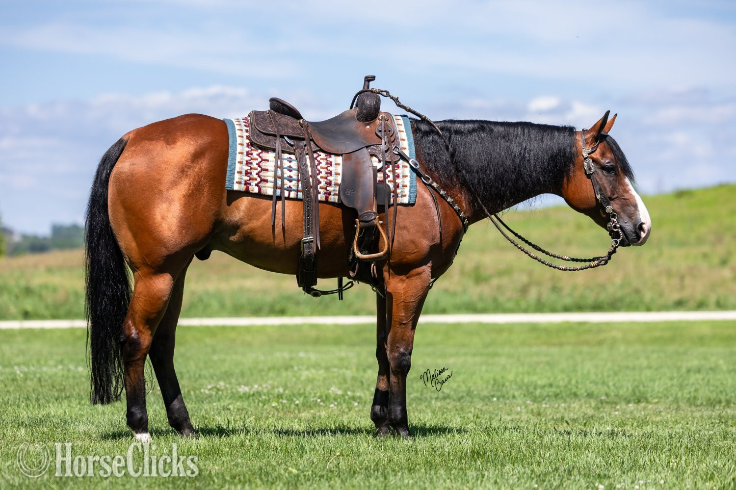 "Tourist " Bay Gelding Quarter Horse - Quarter Horse in Minnesota