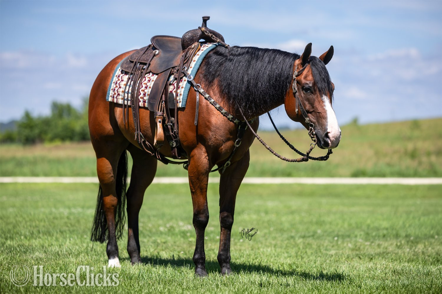 "Tourist " Bay Gelding Quarter Horse - Quarter Horse