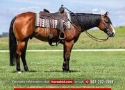 "Tourist " Bay Gelding Quarter Horse