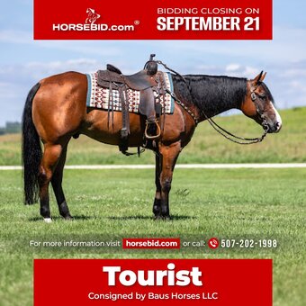 "Tourist " Bay Gelding Quarter Horse