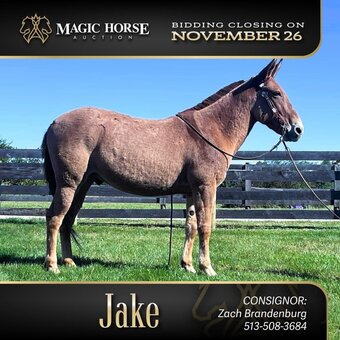 Paint mules for sale deals