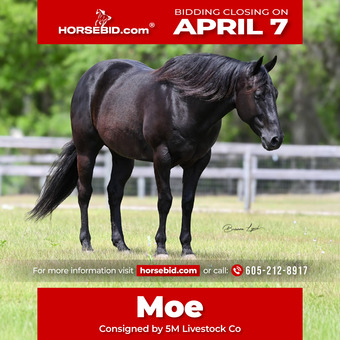 Working Cow Horses for Sale | HorseClicks