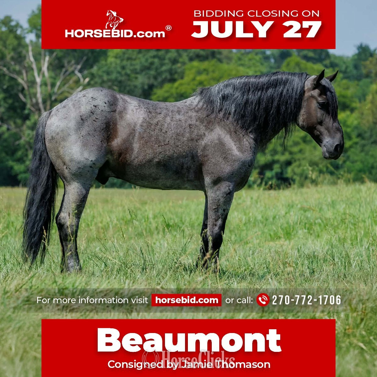 "Beaumont " Blue Roan Gelding Percheron in Kentucky